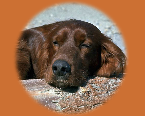 Dog taking a nap on log