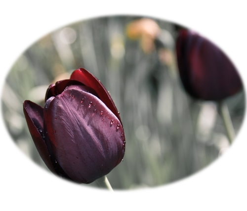 Tulip