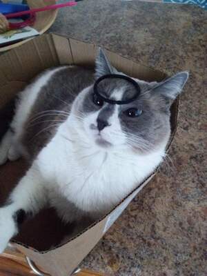 Cat with hair tie on face